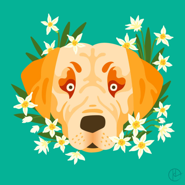 Lab illustration for Year of the Dog show